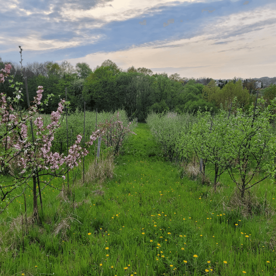 Pierwsza jabłon kwitnie w sadzie pod Krakowem
