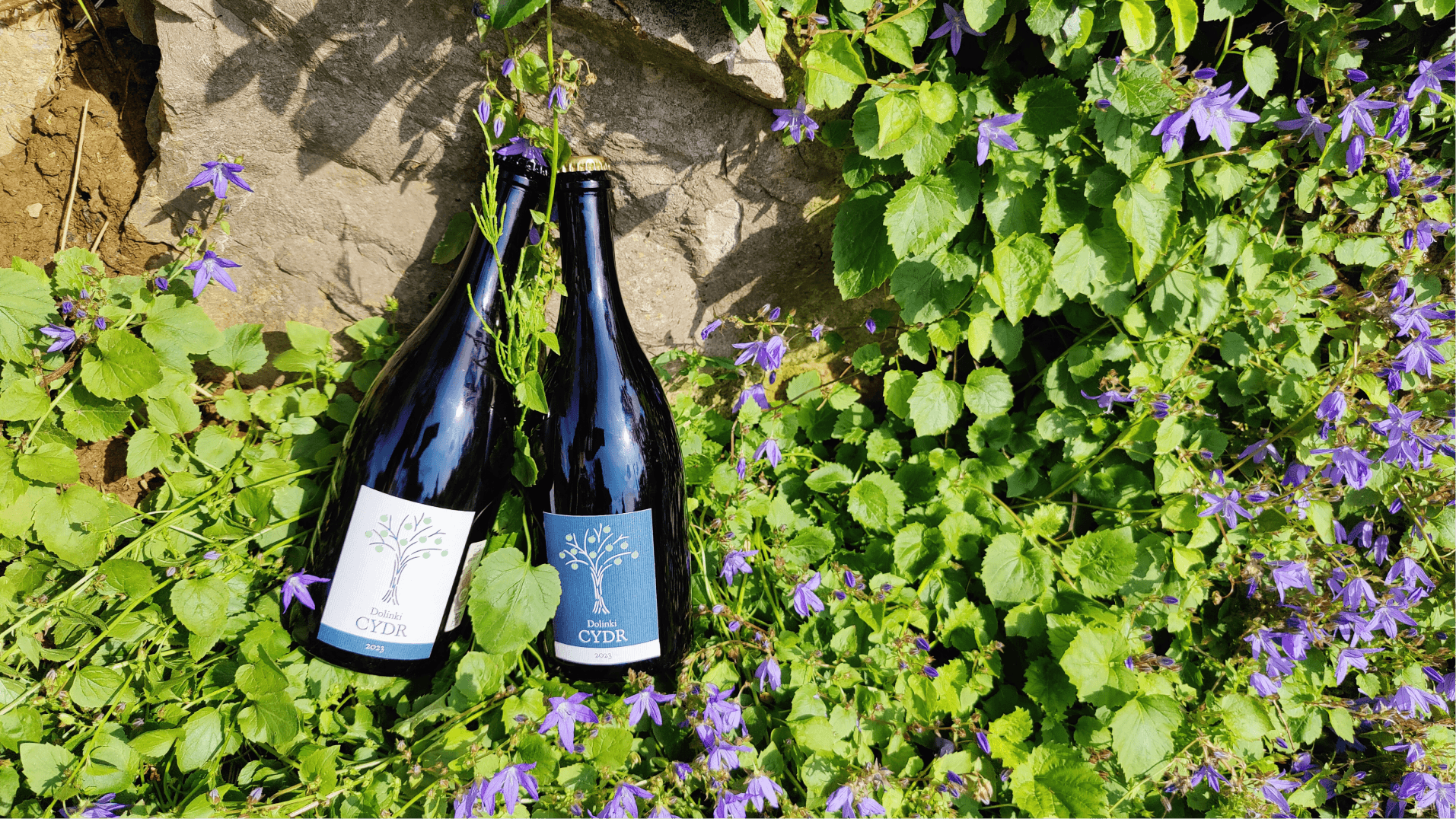 Dwie putelki Cydru Dolinki na zielonej trawie przy skale