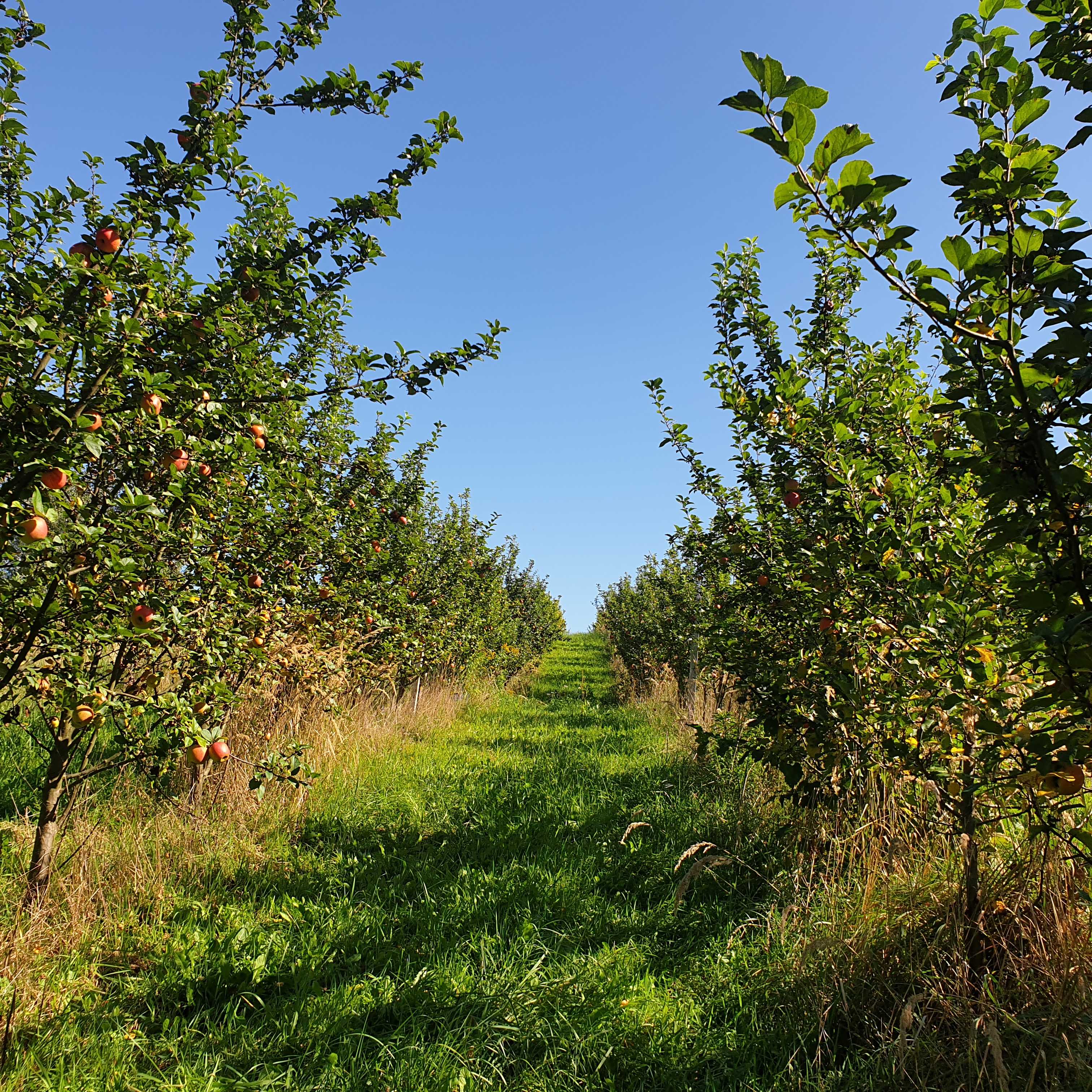 Sad jabloni w Dolinkach pod Krakowem